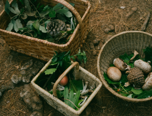 How to Forage for Food: A Beginner’s Guide to Safe and Sustainable Practices